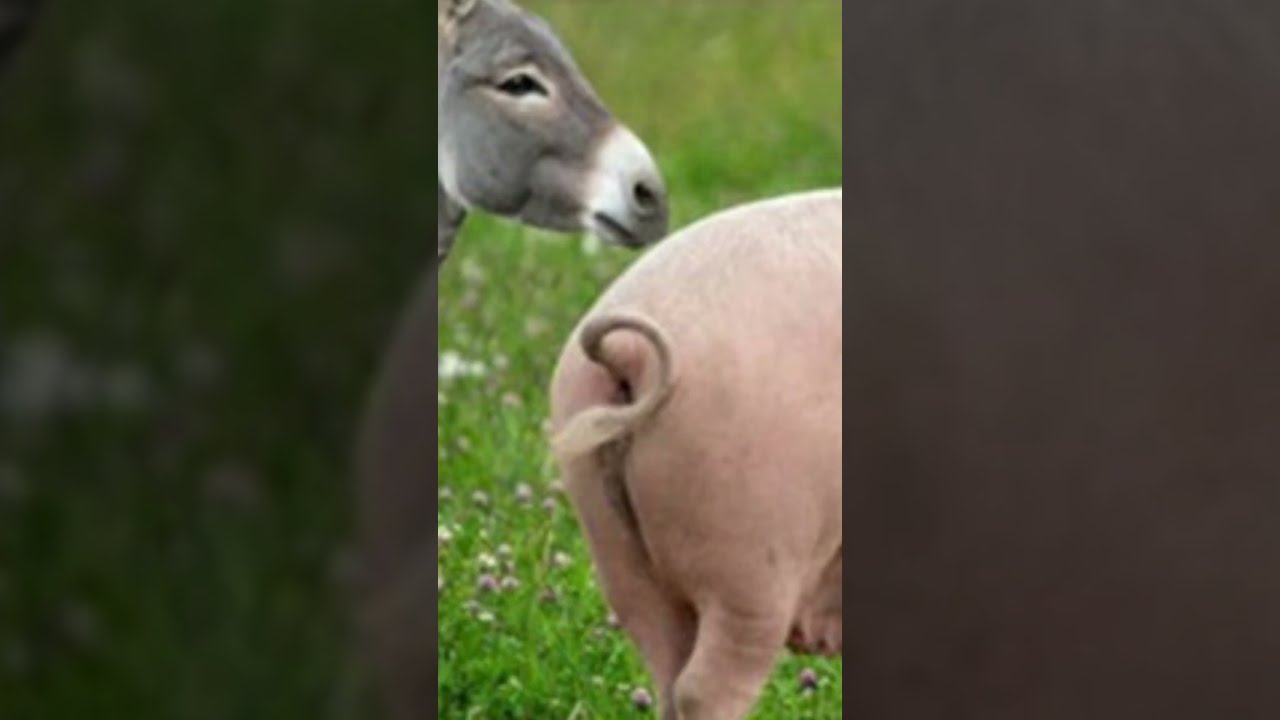 Animal Wonders The Protective Donkey Smart Pig