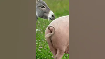 Animal Wonders The Protective Donkey The Smart Pig 