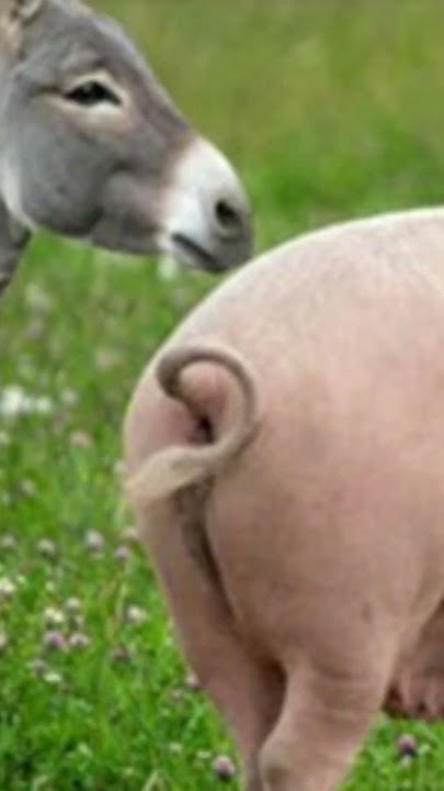 Animal Wonders The Protective Donkey & The Smart Pig