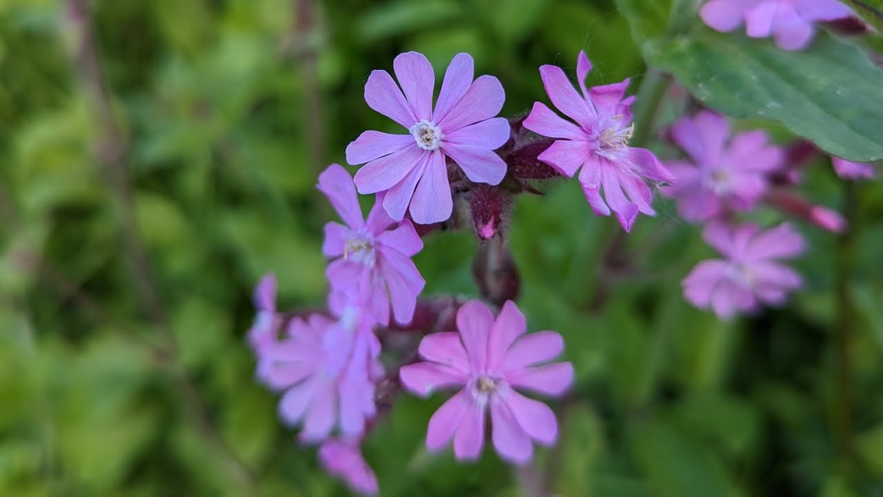 Beggarwood Park Wild Zone 4K Cinematic Pan - YouTube