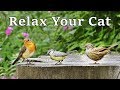 Music for Cats ( Musica Para Gatos ) - Calming TV for Cats - Bird and Nature Sounds