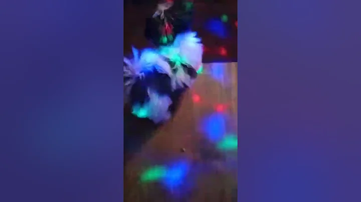 Dancin Maltese at the club (home)
