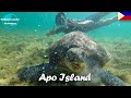 Apo Island ∙ Im Paradies mit Riesenschildkröten und Seeschlangen ∙ Philippinen ∙ Weltreise Vlog #95