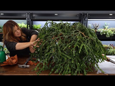 Video: Care Of Old Christmas Cactus - Ce să faci când cactusul de Crăciun devine lemnos