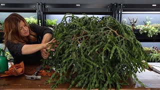 Repotting a 200 Year Old Christmas Cactus!  // Garden Answer