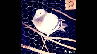 Members of flock