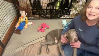 Available Silver Weimaraner Male