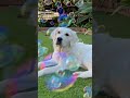 Puppy   Bubbles!