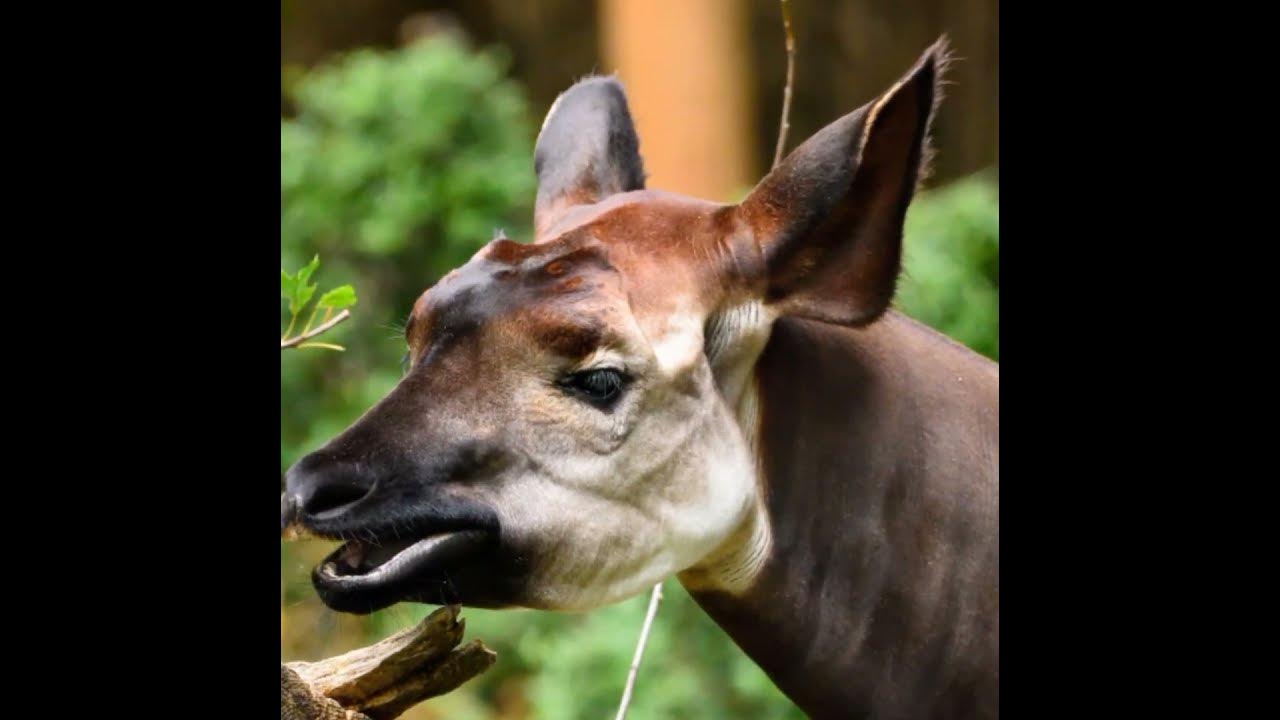 Half zebra, half giraffe, fully fascinating: the Okapi - YouTube