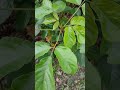 Solanum sapling solanumschsslingvid20240512061625