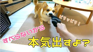 【尻尾ありコーギー】リビングがすべらなくなったらめっちゃ本気出してきて靴下ビリビリにしたコーギー！