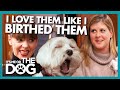 Reality Check For Dog 'Mother' Who Over Pampers Her Dogs | It's Me or The Dog