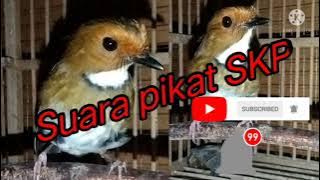 suara pikat SKP trbaru 2022.anti Jong 100% Ampuh