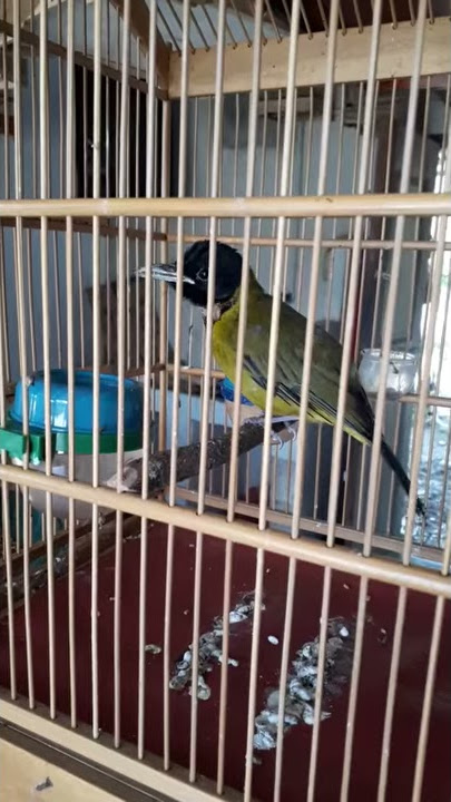 Samyong gacor jinak full isian cocok buat masteran pancingan bunyi