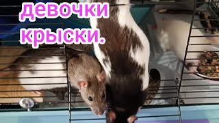 Сколько весят мои девочки, вкусняшки для крысок, уборка.