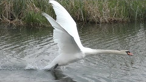 Swan unexpected take off from water in Slow Motion