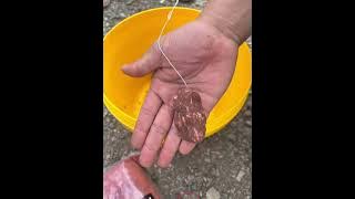 Umpan Ikan Keli Gel kambing Greenbait
