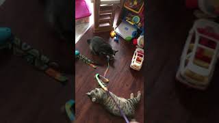 American Bobtail kittens playing by Hopes Cattery 13 views 5 years ago 3 minutes, 52 seconds