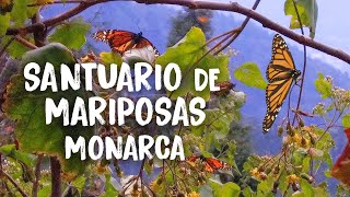 Visitamos un SANTUARIO de MARIPOSAS MONARCA 😍🦋 | Santuario Sierra Chincua |  Mineral de Angangueo