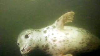 The Seals of Puffin Island