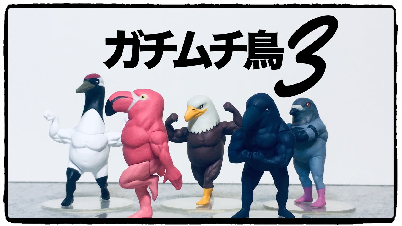 ガチャ】ガチムチ鳥3！今回はカラスにハト！ - YouTube