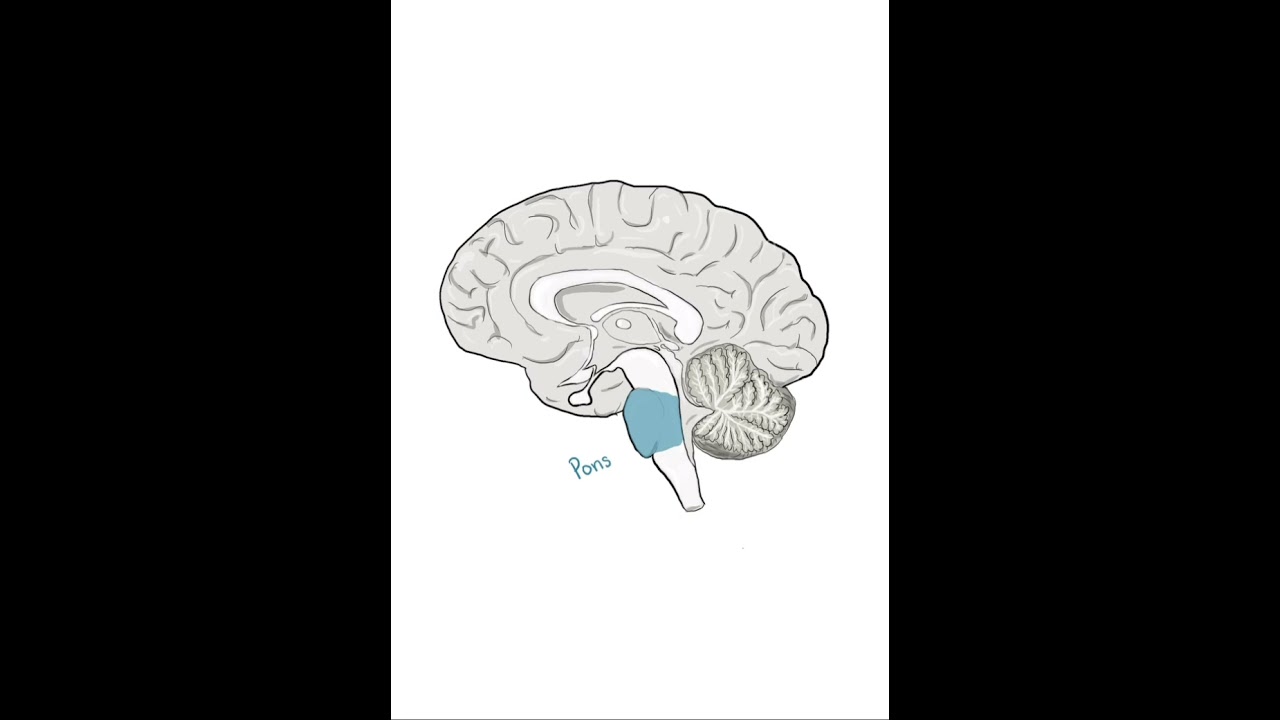 #brainanatomy
