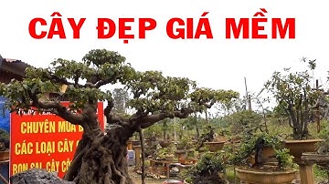 Từ cây bê tay đến cây hàng khủng lùn lực giá tiền hợp lý - beautiful bonsai trees