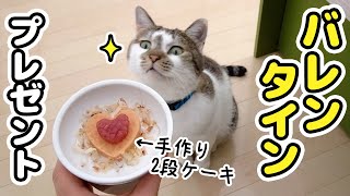 [Sashimi police dispatch! ] I tried to make a Valentine's handmade cake for my cat