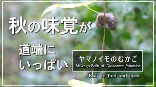 ヤマノイモは田舎の雑草　意外にどこにでもある　採るのも食べるのも簡単｜10月