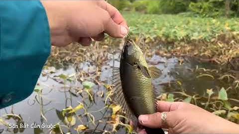 Câu cá rô mề ở ao rau muống | Săn Bắt Cần Giuộc