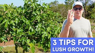 Maximize Fig Growth: Pruning, Fertilizing, Watering