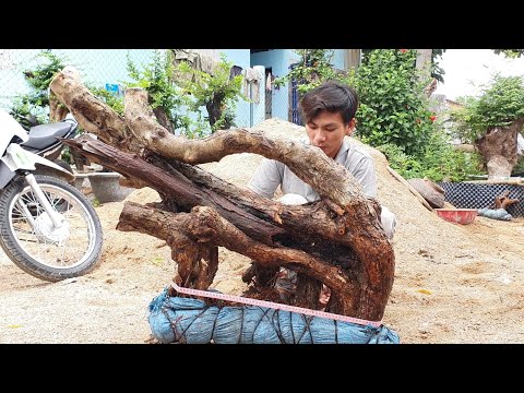 Video cây trắc dây(X) gỗ trắc hàng khủng lũa thép đỏ hàng... - youtube