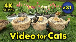 4K TV For Cats | Terrific Tulips | Bird and Squirrel Watching | Video 31 by Blue Wind Creations 66,479 views 11 months ago 6 hours, 52 minutes