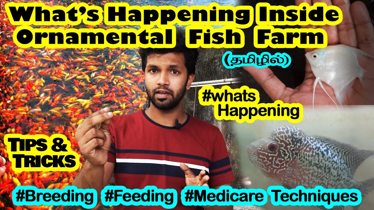 Ornamental Fish Farming | Business Tips and Tricks | Kanyakumari | What's Happening Ep-2