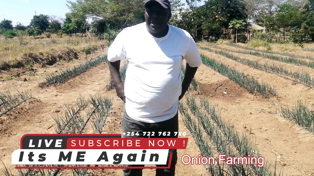 Dryland Onion Farming in Kenya Part 2 Top Dressing Its ME Again