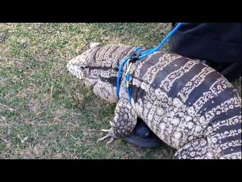 tegu-returns-to-shoes-of-owner-for-comfort-(hd)