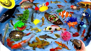 Catch Cute Animals, Rainbow Chicken, Rabbit, Turtle, Catfish, Crocodile, Sharks, Goldfish