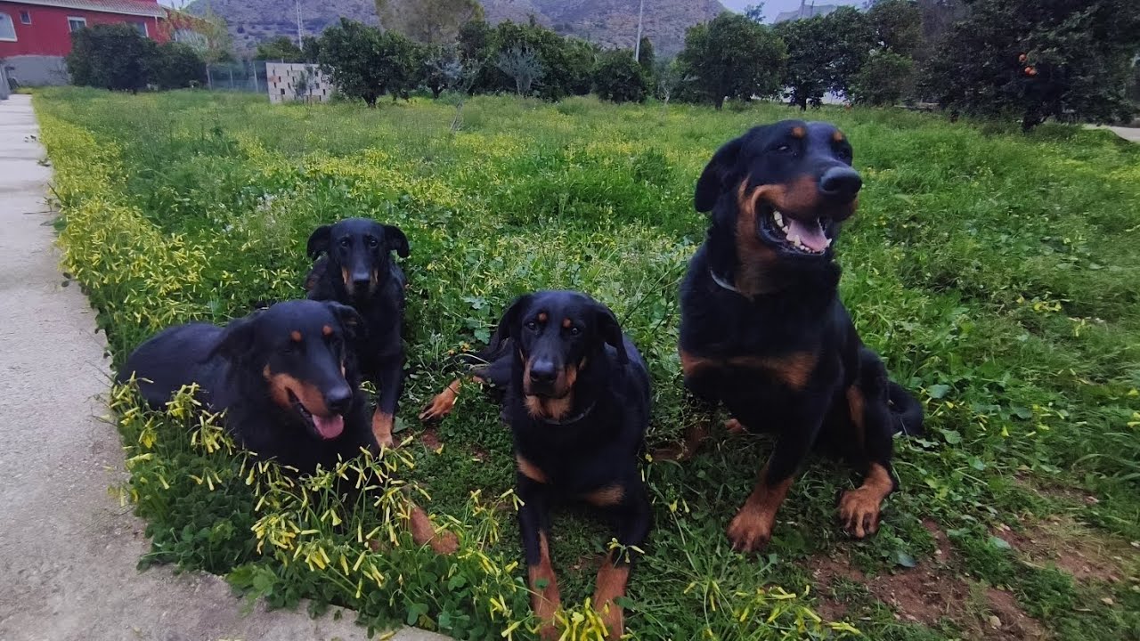 PARA QUE TÚ PERRO CAMBIE, PRIMERO TENDRÁS QUE HACERLO TÚ 