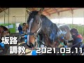 【坂路】2021.03.11【調教】入厩を控えた現役競走馬の追い切り