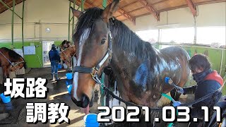 【坂路】2021.03.11【調教】入厩を控えた現役競走馬の追い切り