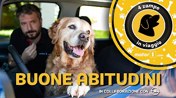 Come si può trasportare un cane in auto?