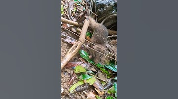 Chuột rừng sa bẫy