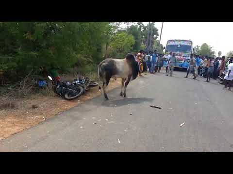 indian-bull-fight-very-funny-video
