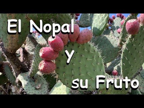 Video: ¿Qué es una tuna sin espinas? Cuidado del cactus Opuntia Cacanapa ‘Ellisiana’