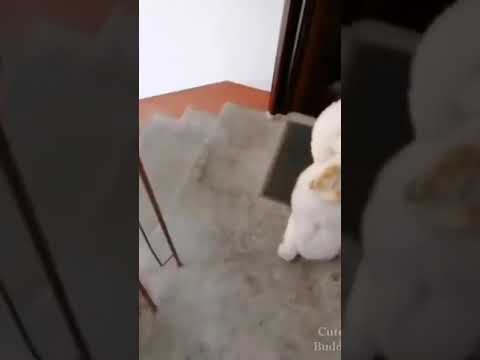 how cutie dog's climb stairs☺☺#shorts