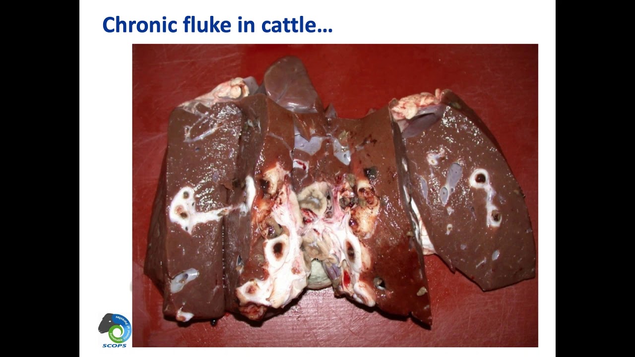 Looking At The Impact Of Liver Fluke, Surveillance, Detection Methods And Treatment