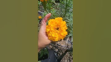 Thumbnail of Which Marigold Cultivar is Best For Your Garden? #marigold #garden #plants #flowers #flowergarden