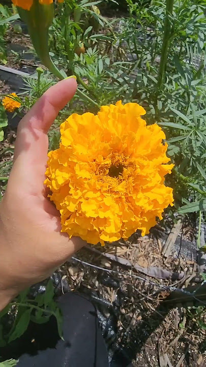Which Marigold Cultivar is Best For Your Garden? #marigold #garden #plants #flowers #flowergarden
