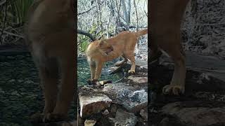 Felino selvagem tomando banho. Já tinha visto isso?