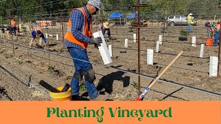 Planting Vineyard – Bonny Meyer 🌿 DiVine Conversations
